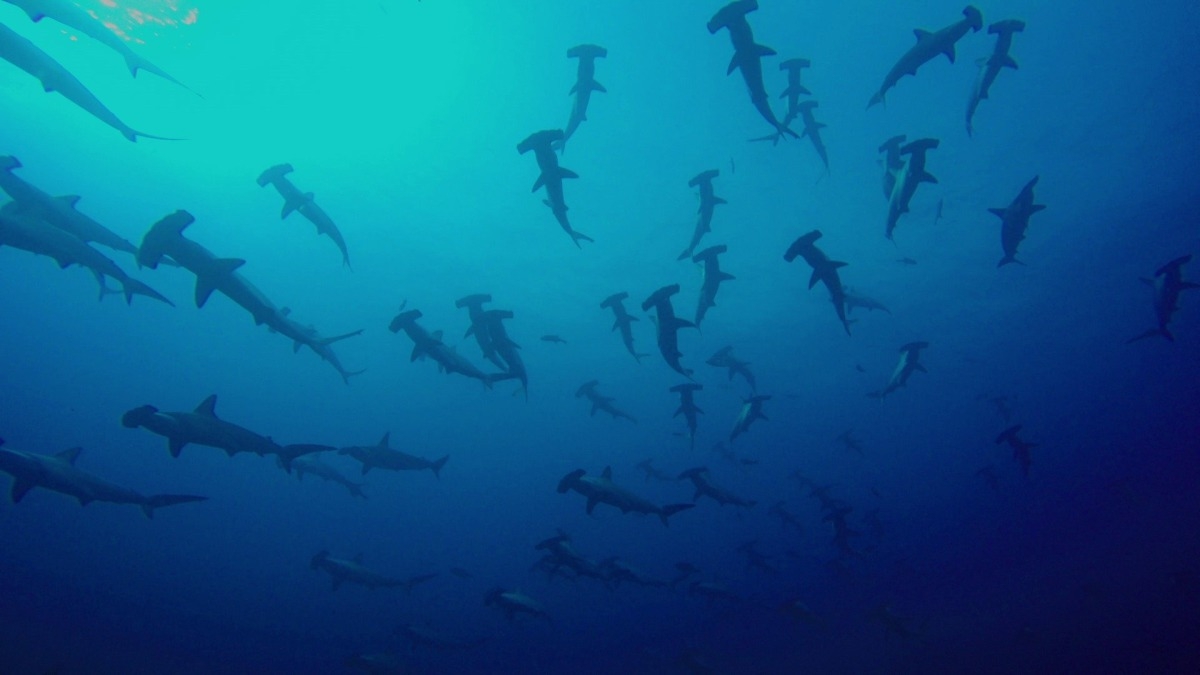 Shark Swarm