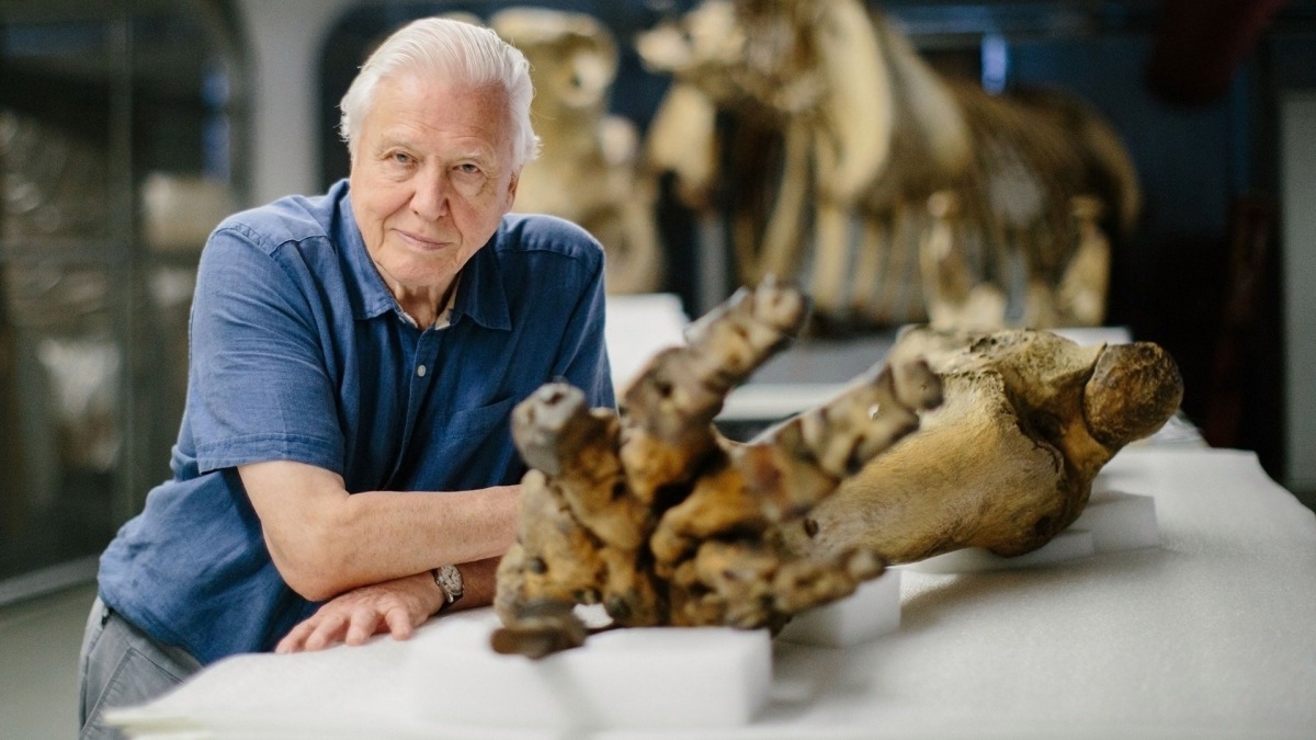 Attenborough and the Giant Elephant