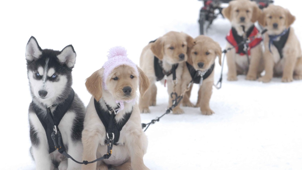 Snow Buddies