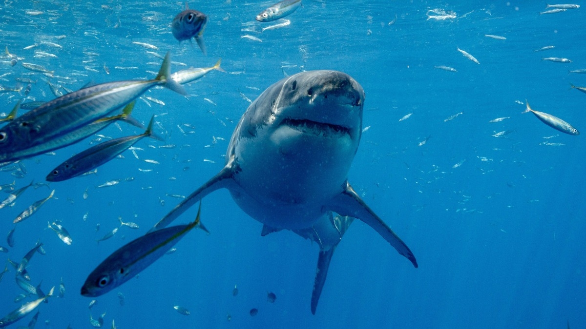 Shark vs. Surfer