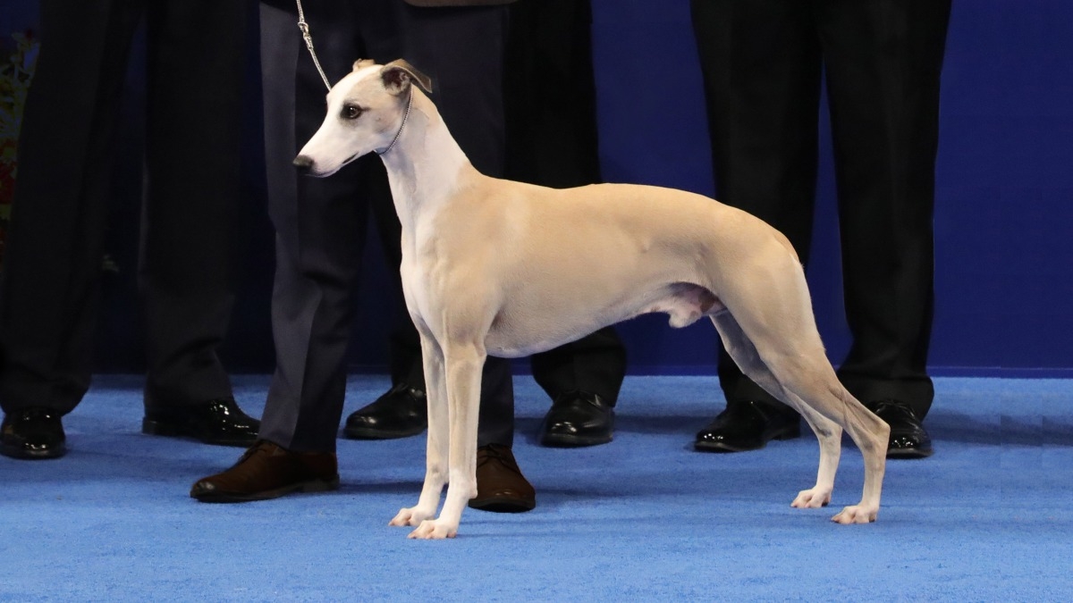 The National Dog Show