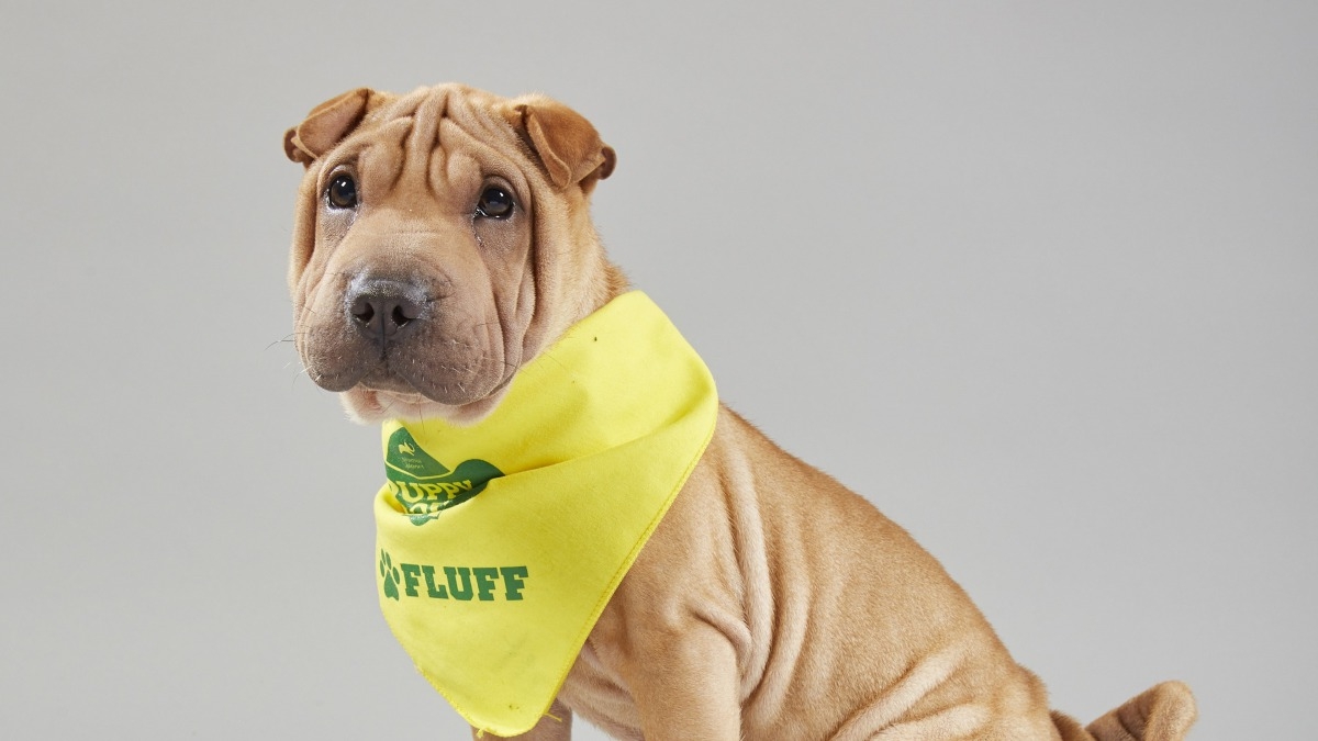 Puppy Bowl XV Pre-Game Show