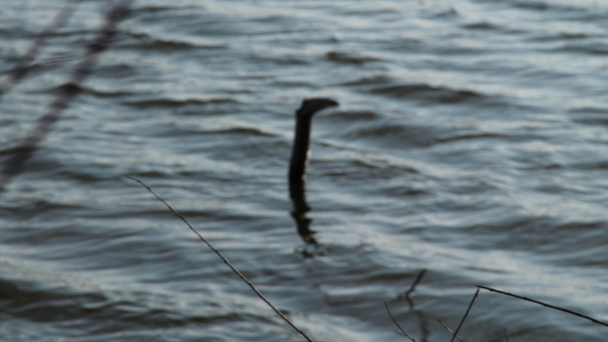 Loch Ness Monster: New Evidence