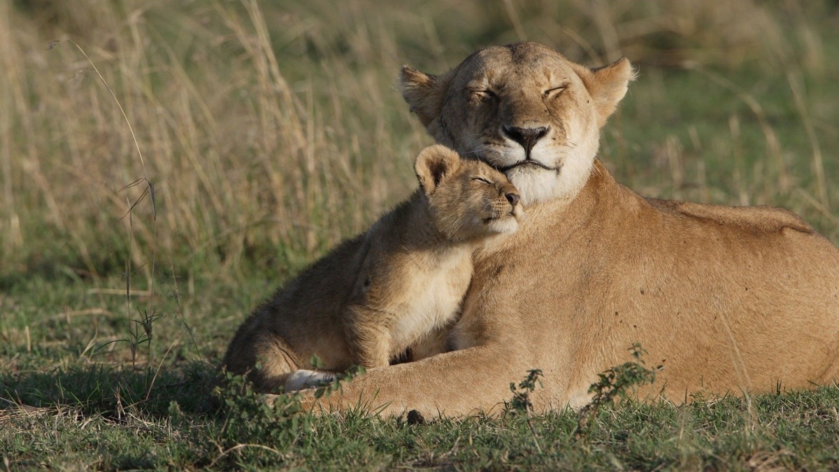 Big Cat Tales