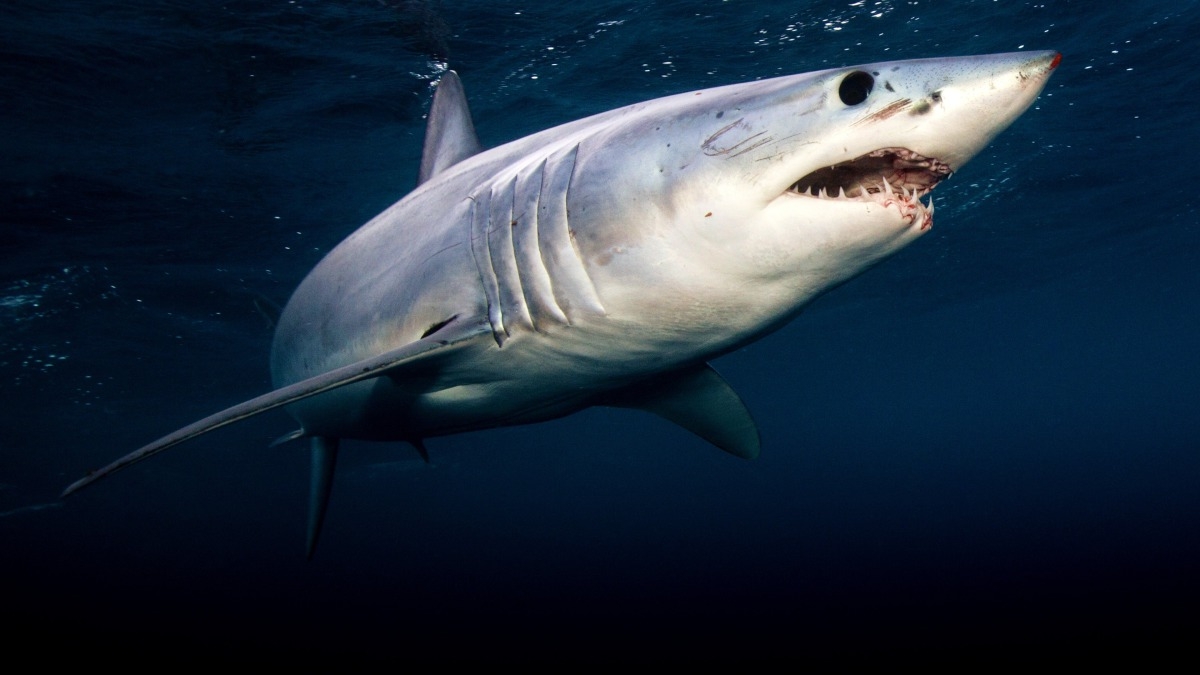 Monster Mako: Perfect Predator