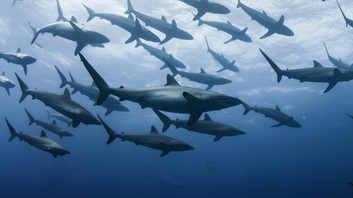 Extinct or Alive: Land of the Lost Sharks