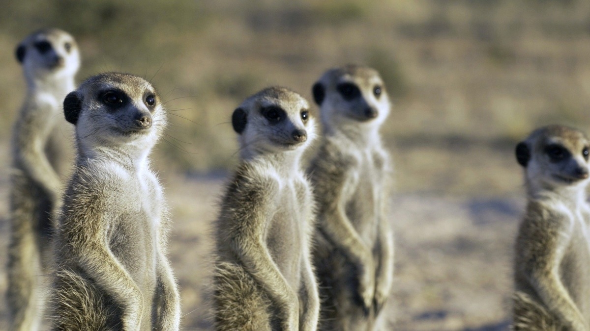 Meerkat Manor: The Next Generation