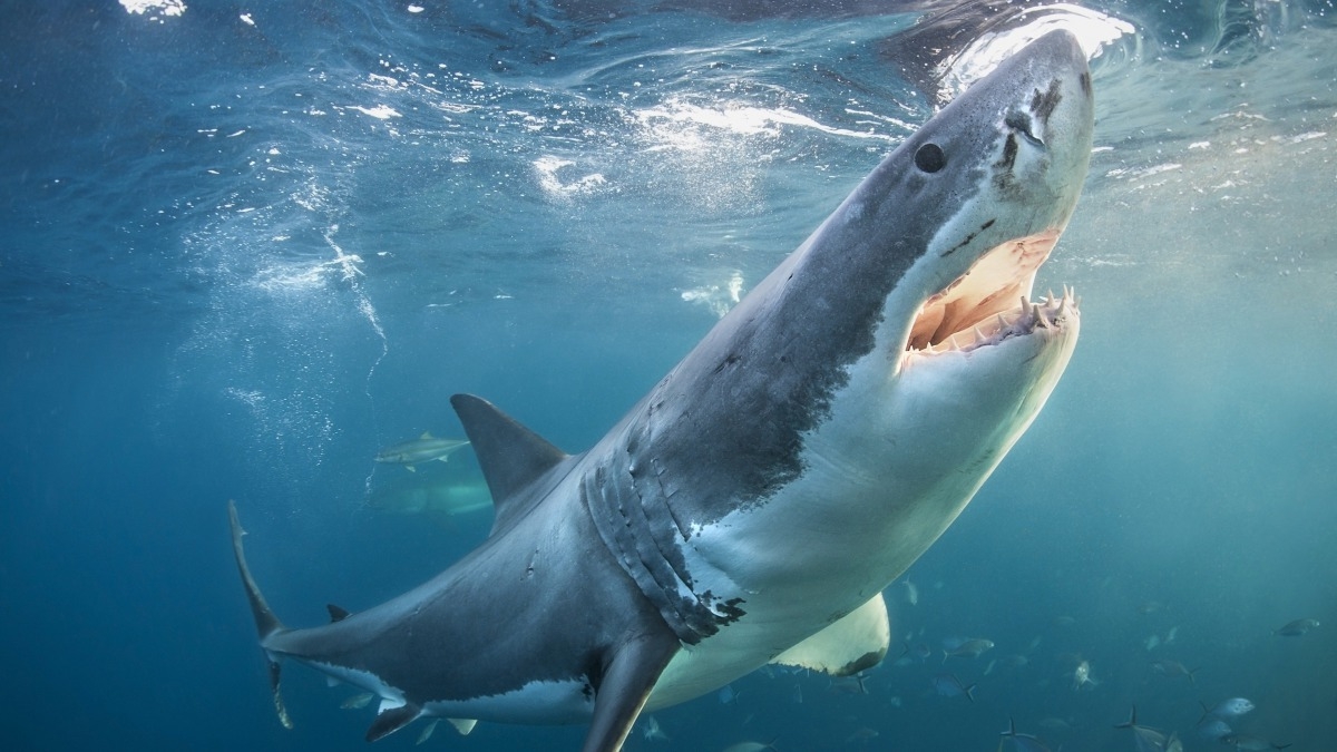 Shark Week's Most Intense Encounters