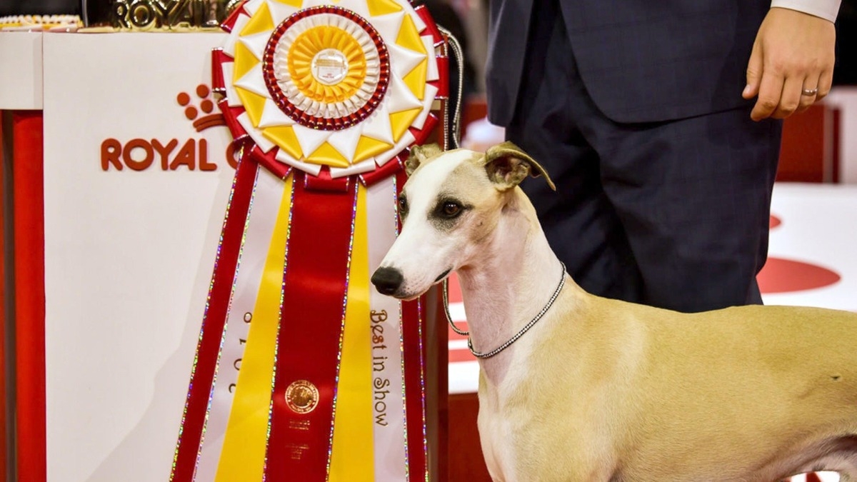 AKC National Championship Dog Show