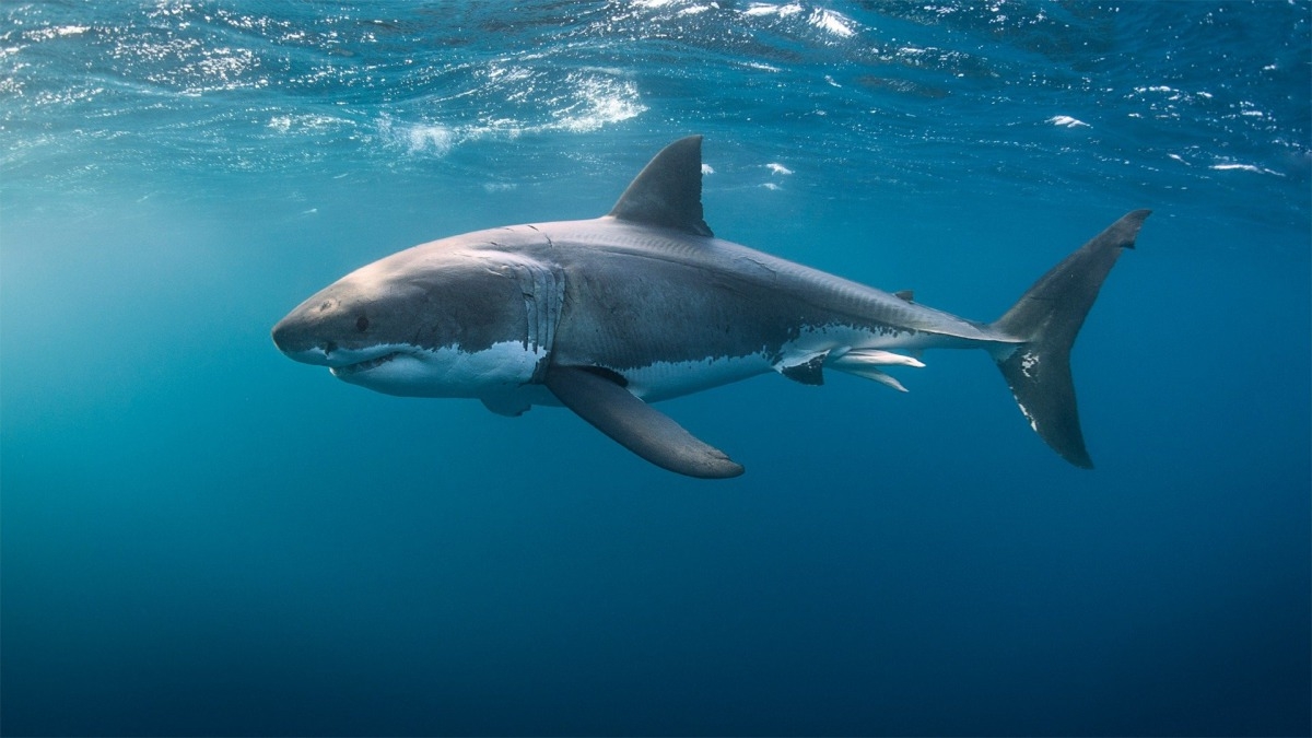 Great White Double Trouble