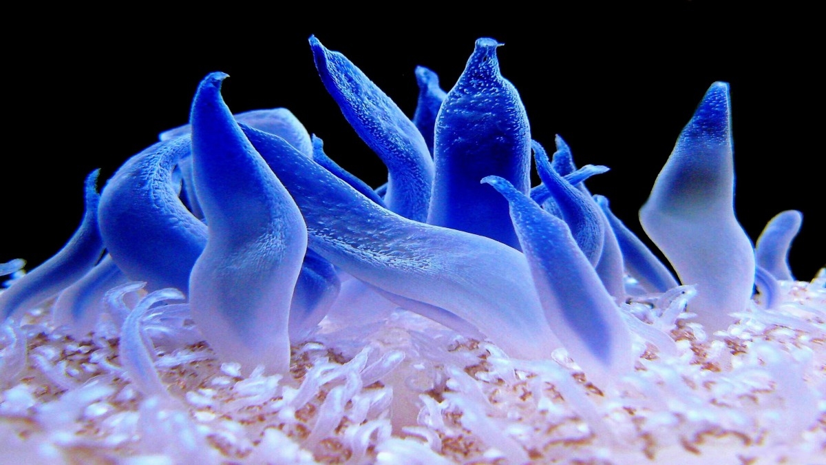 Anemone