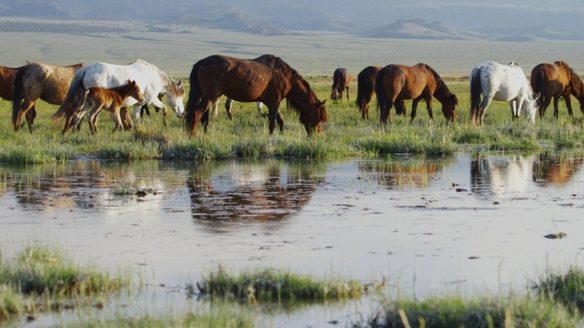 America's Wild Seasons