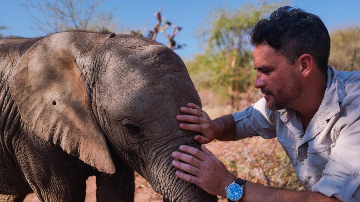 Walking with Elephants