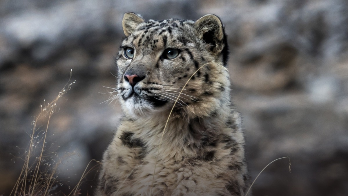 Survival of the Snow Leopard