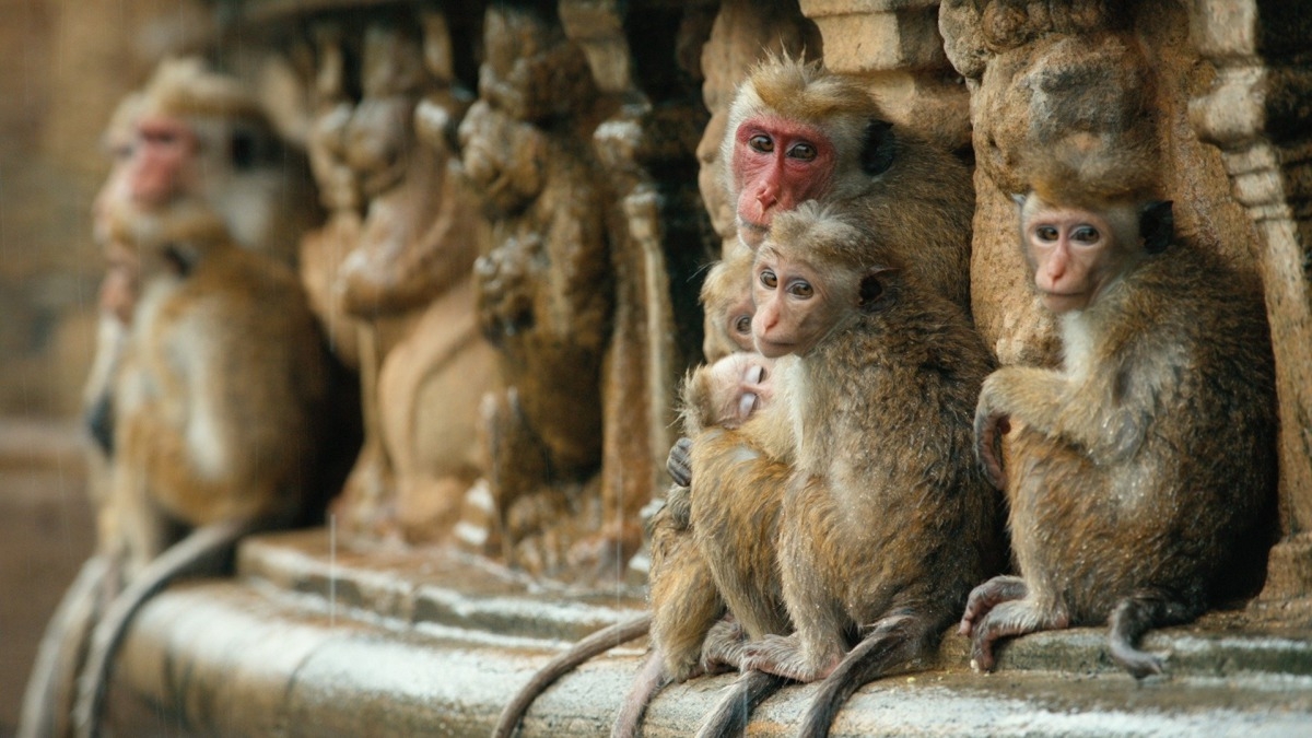 Monkey Kingdom