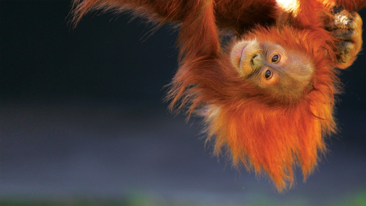 Orangutan Jungle School