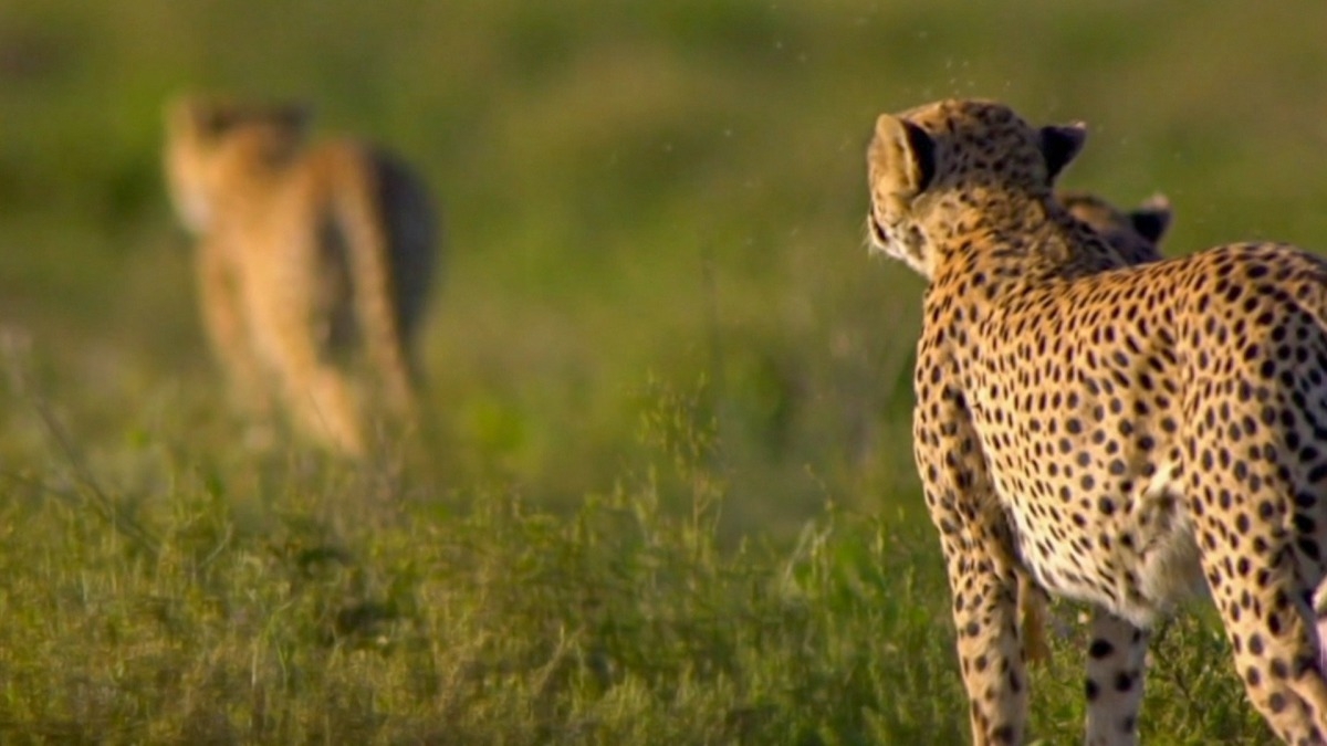 Lion vs Cheetah