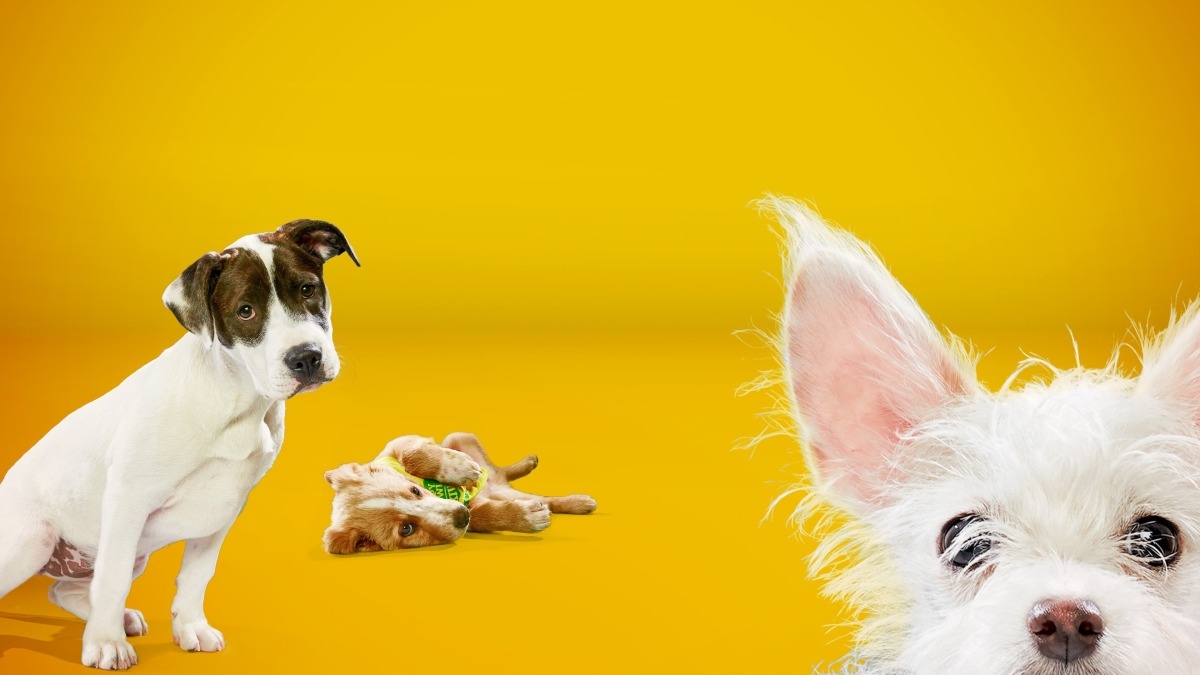 Puppy Bowl XIV Presents: Cute as Fluff