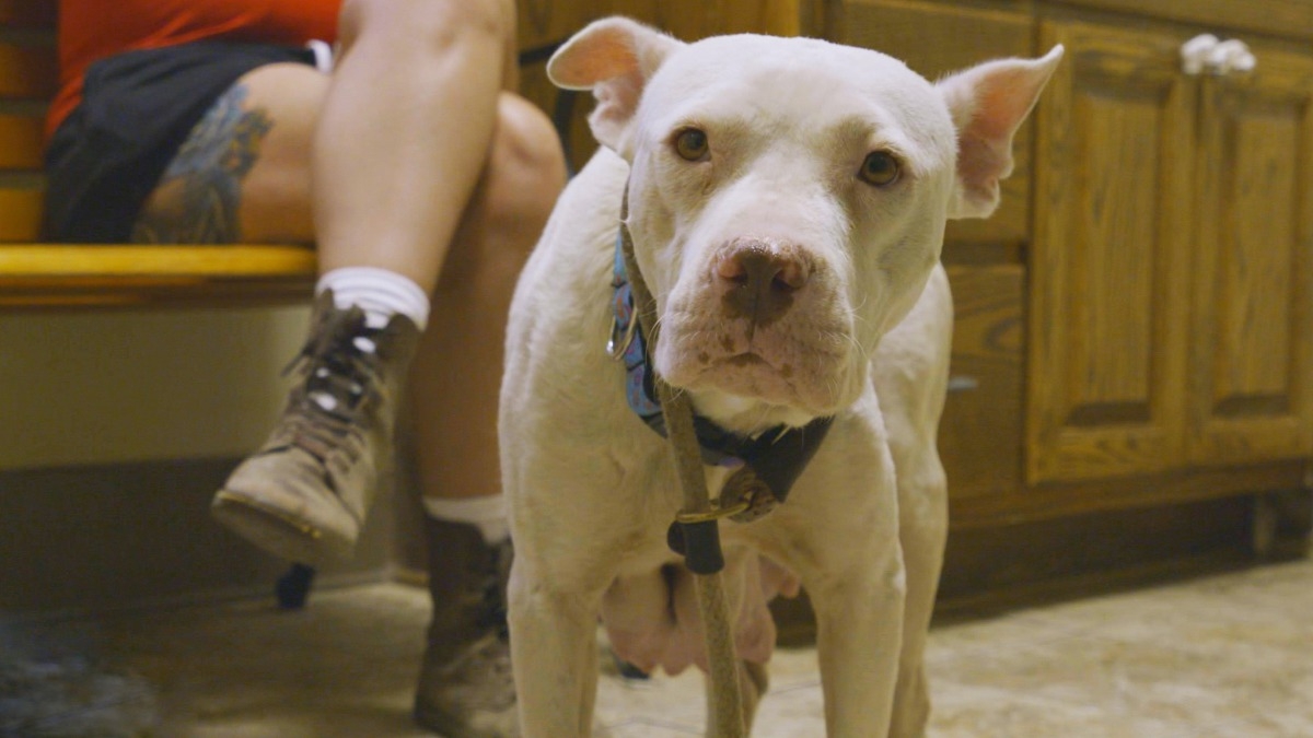 Pit Bulls and Parolees: Harrowing Rescues