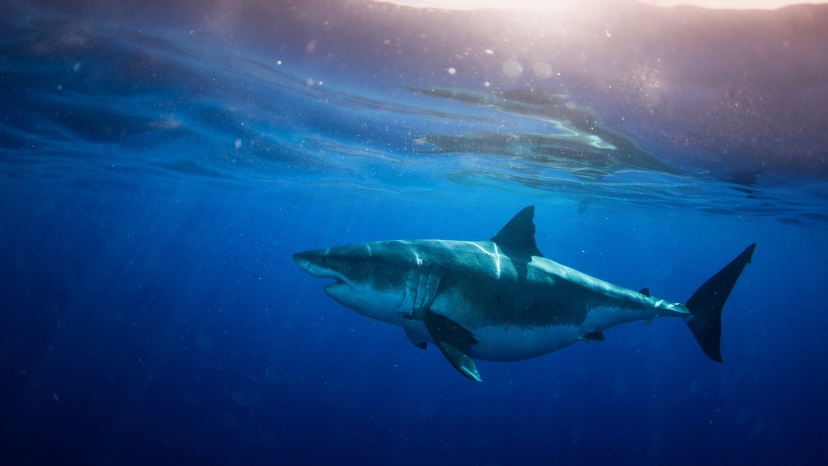 World's Biggest Great White? Expedition Hawaii