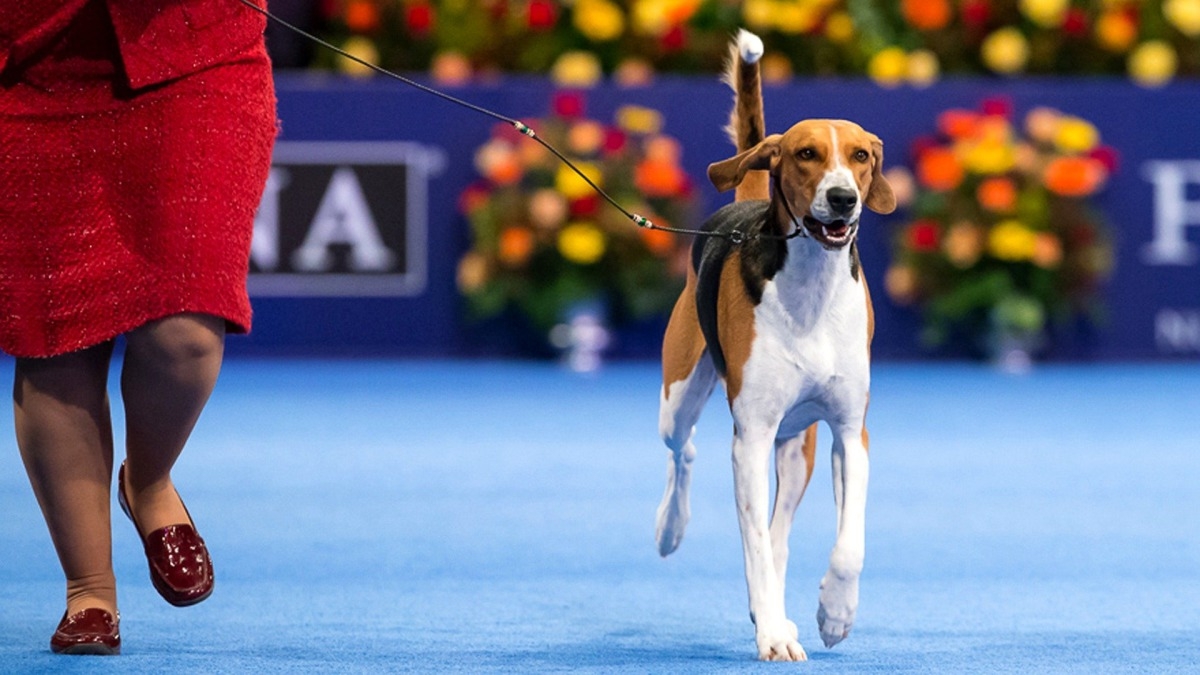 The National Dog Show